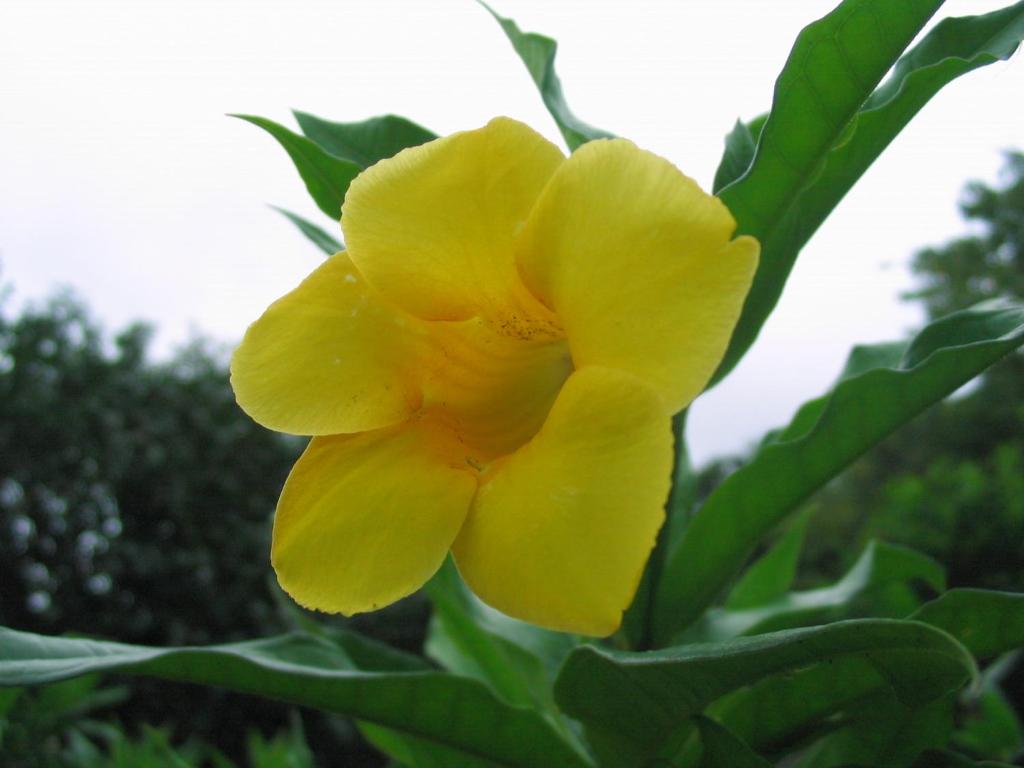 Surrounding environment