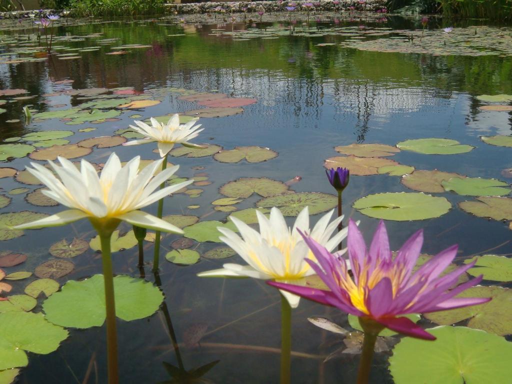 Surrounding environment