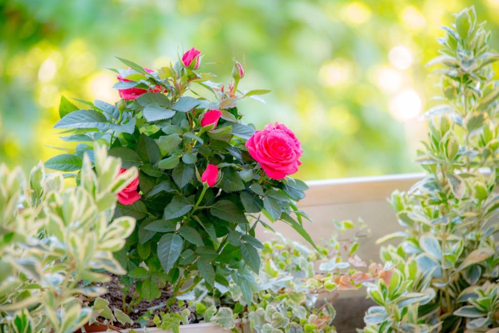 ระเบียง/ชานเรือน