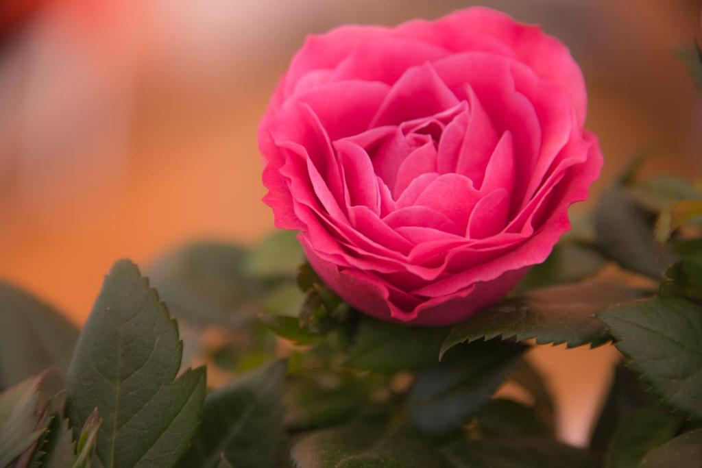 ระเบียง/ชานเรือน