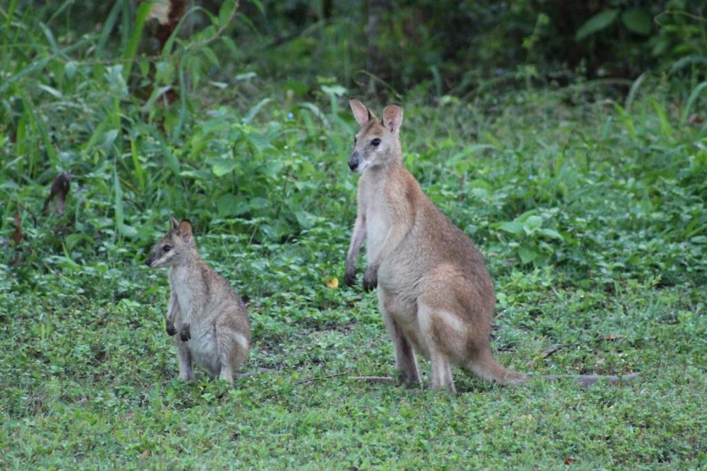 Airlie Beach Eco Cabins - Adults Only photo