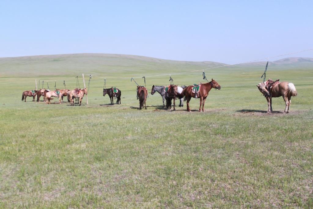 Nomad Horse Camp photo