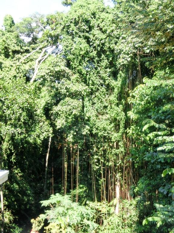 Latugu Homestay Ubud — Hotel in Bali