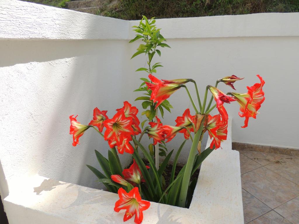 Villa Budvanka Guesthouse - 2