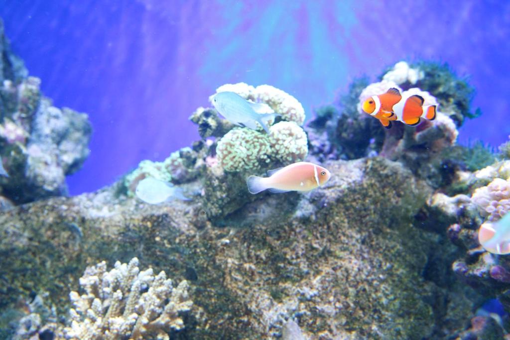 Nearby attraction