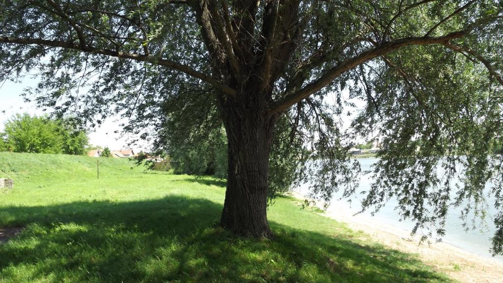 Surrounding environment