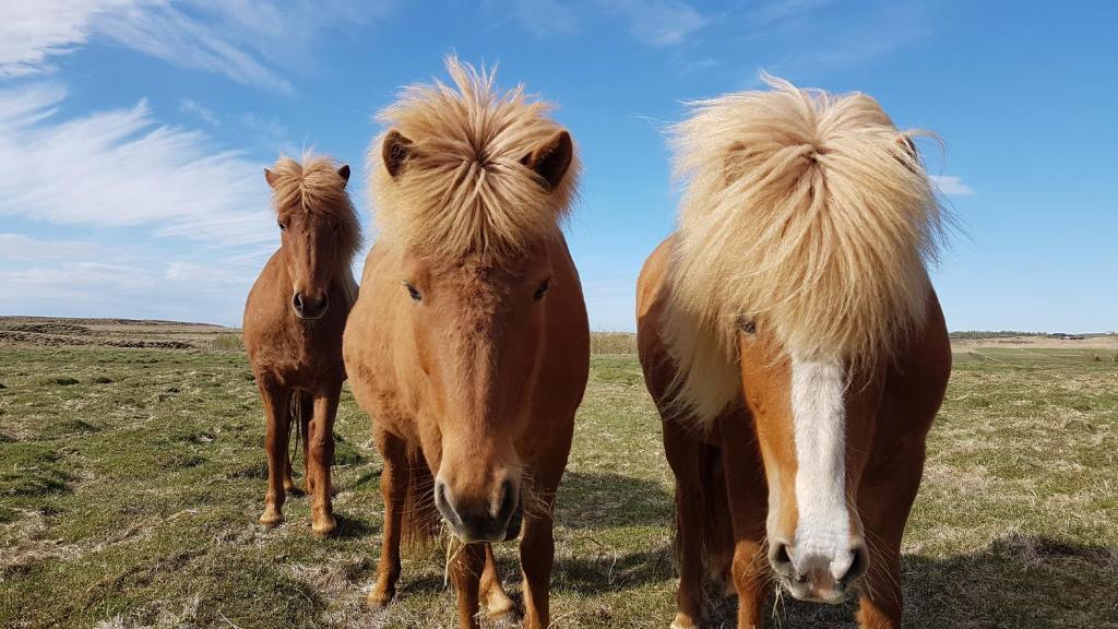 Klara's Farm Holidays photo
