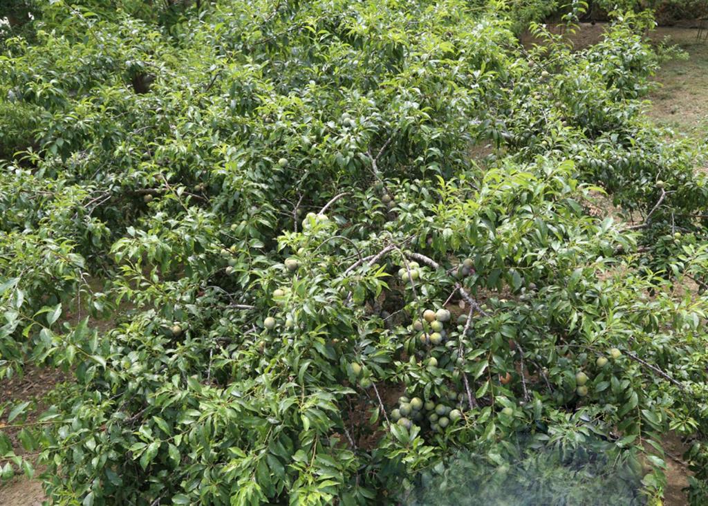 Surrounding environment