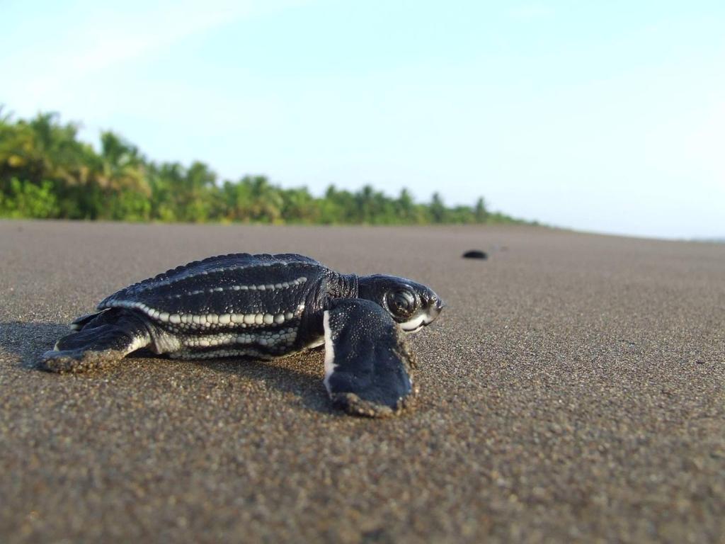 Gecko de Tortuguero photo