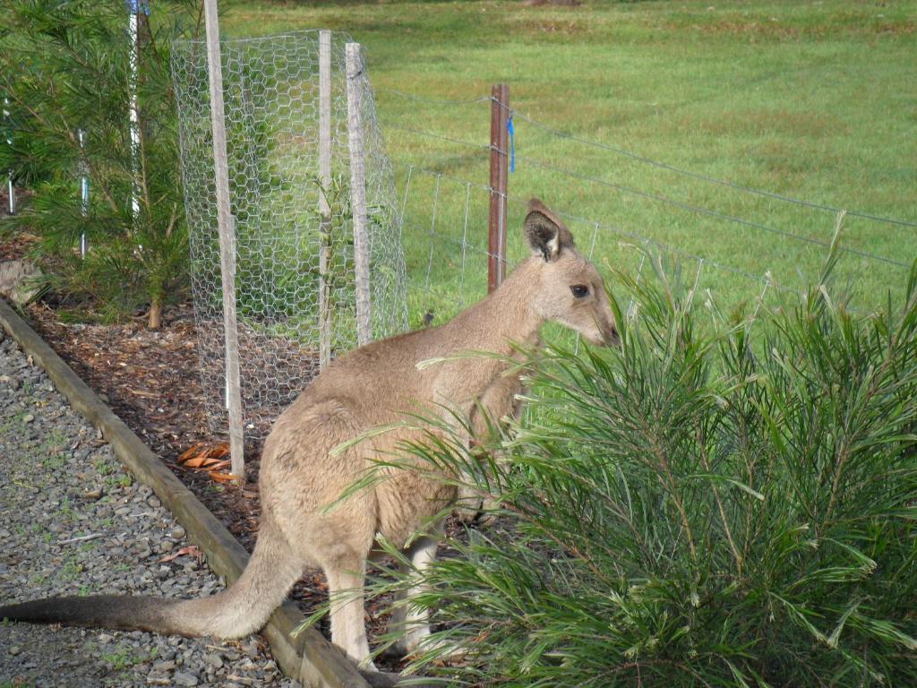 Grampians Chalets photo
