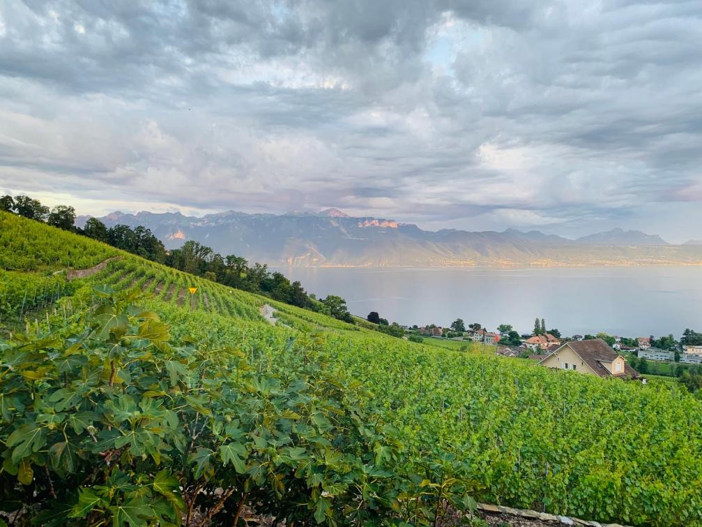 #Lavaux – Bild