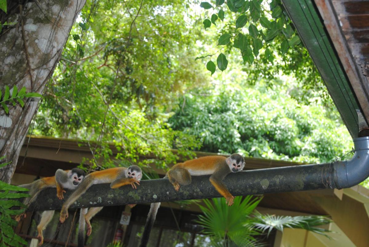 Photo - Jungle Beach Hotel Manuel Antonio