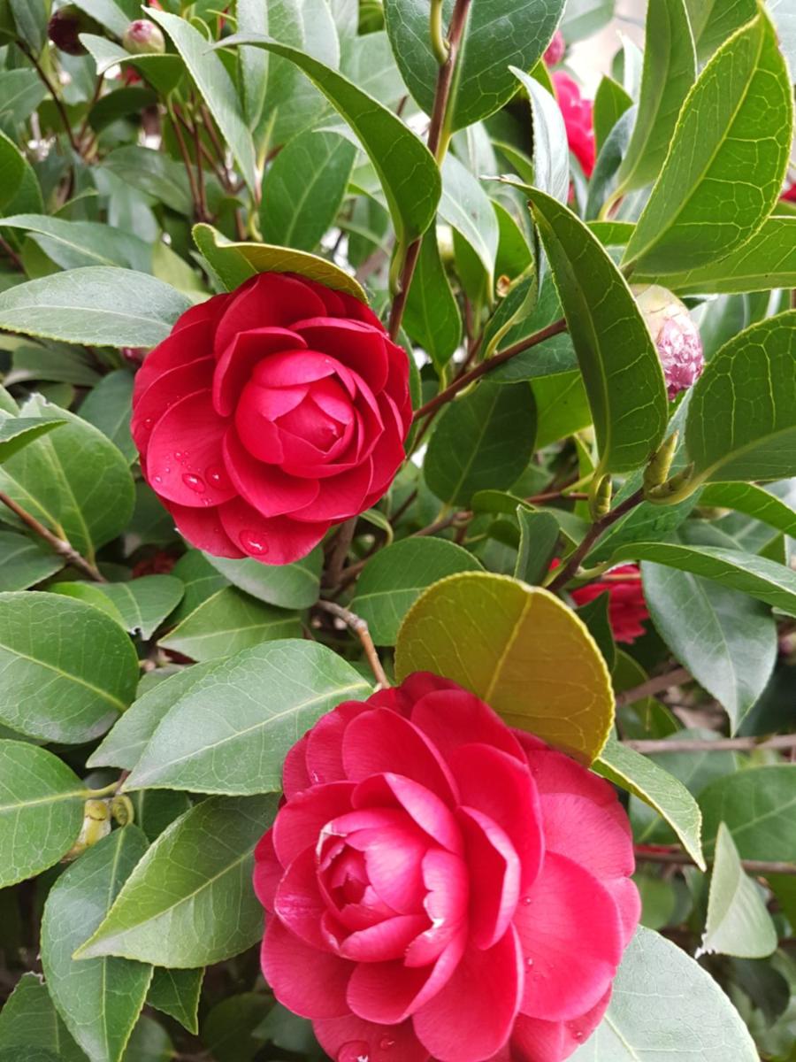 Photo - Il Giardino Di Vico Neve