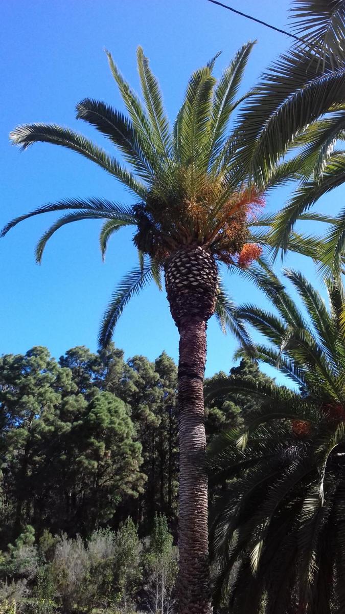 Foto - Monte frio de Tenerife