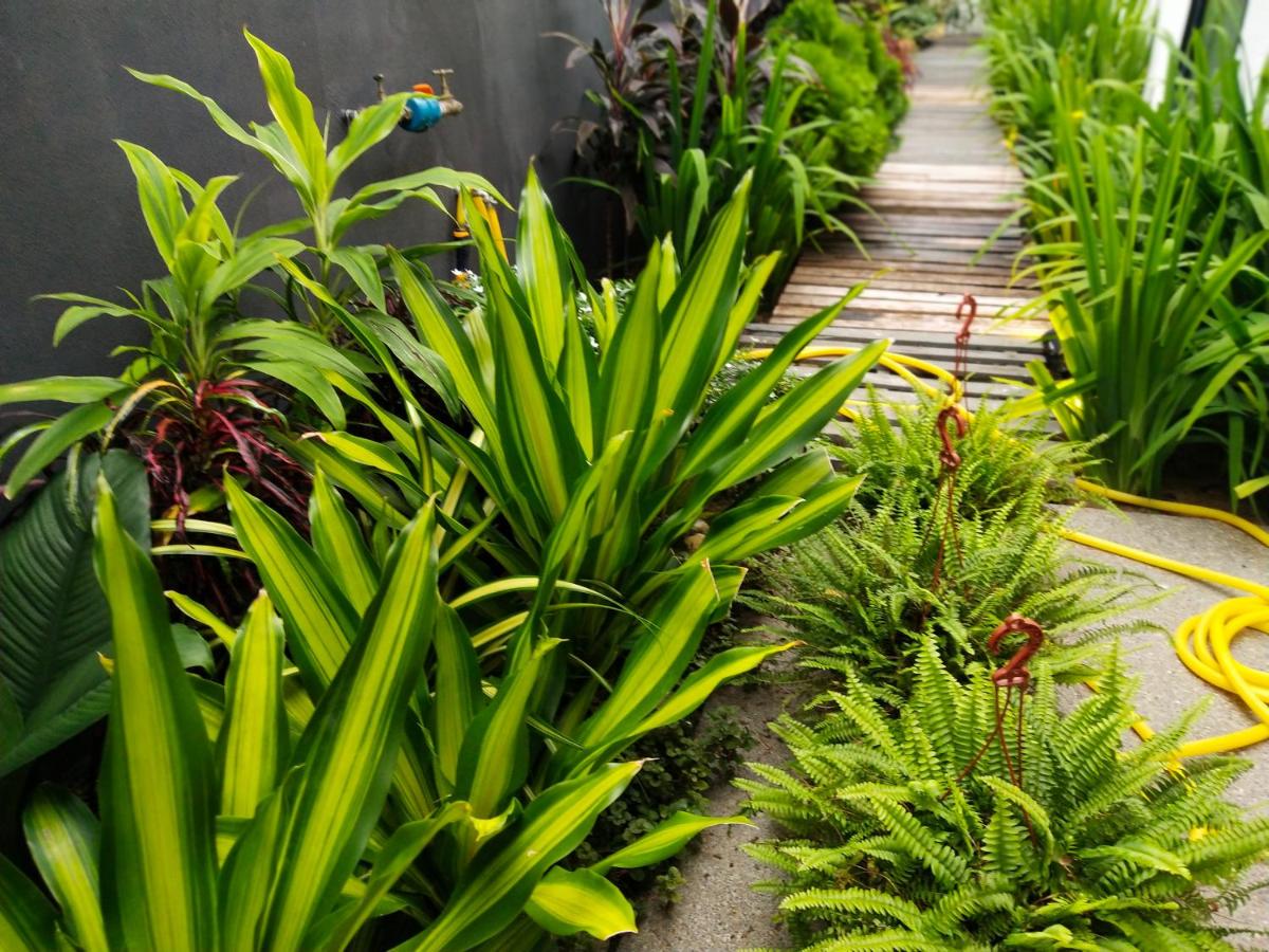 Photo - Beds In Garden Hostel