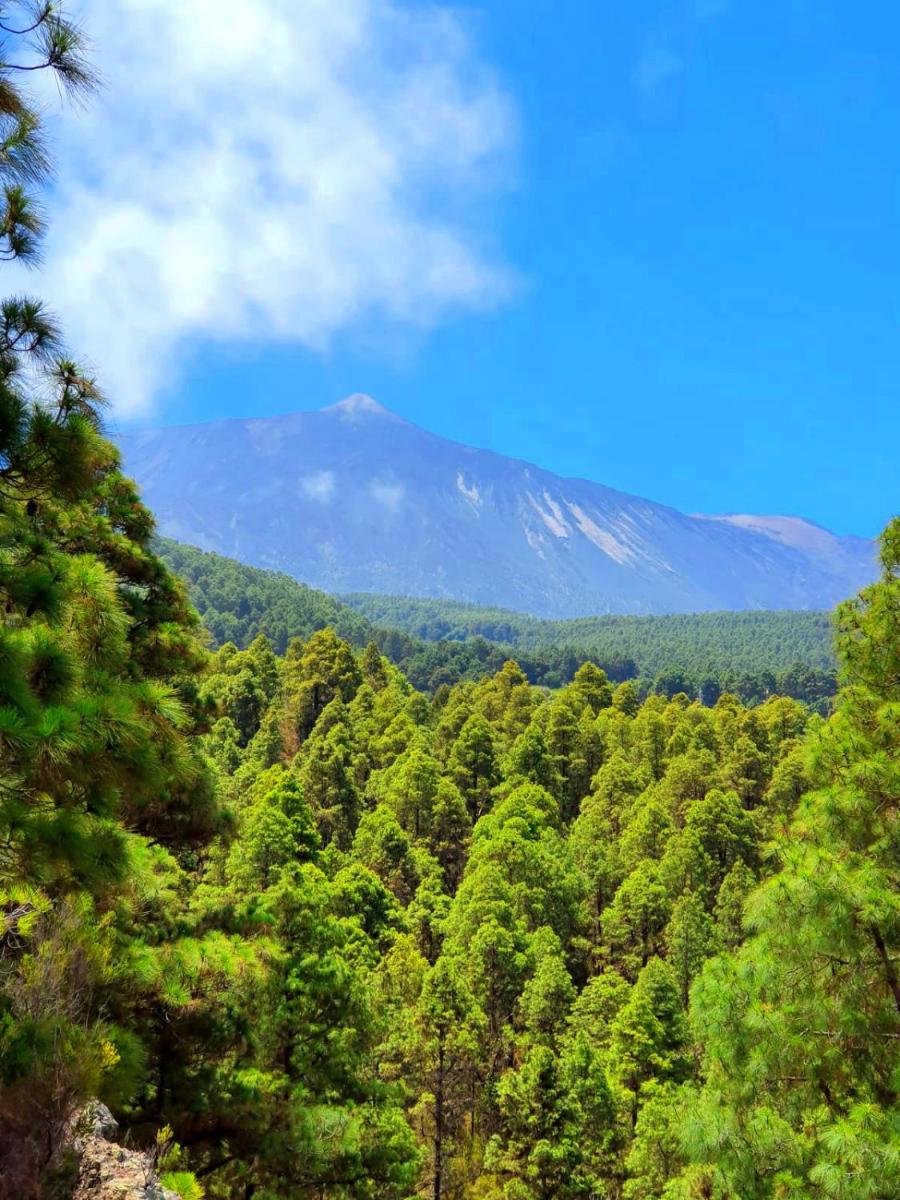 Foto - Monte frio de Tenerife