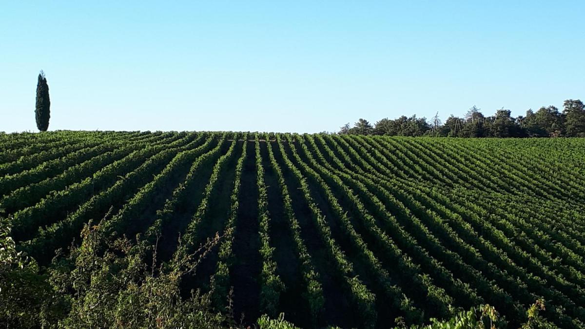 Foto - Podere Pievina Delle Corti - Dimora di Campagna