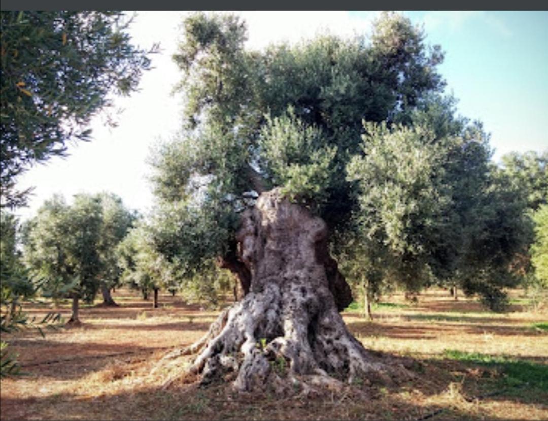 Photo - Room in BB - Spacious double room in ancient Masseria near the sea in a quiet olive trees