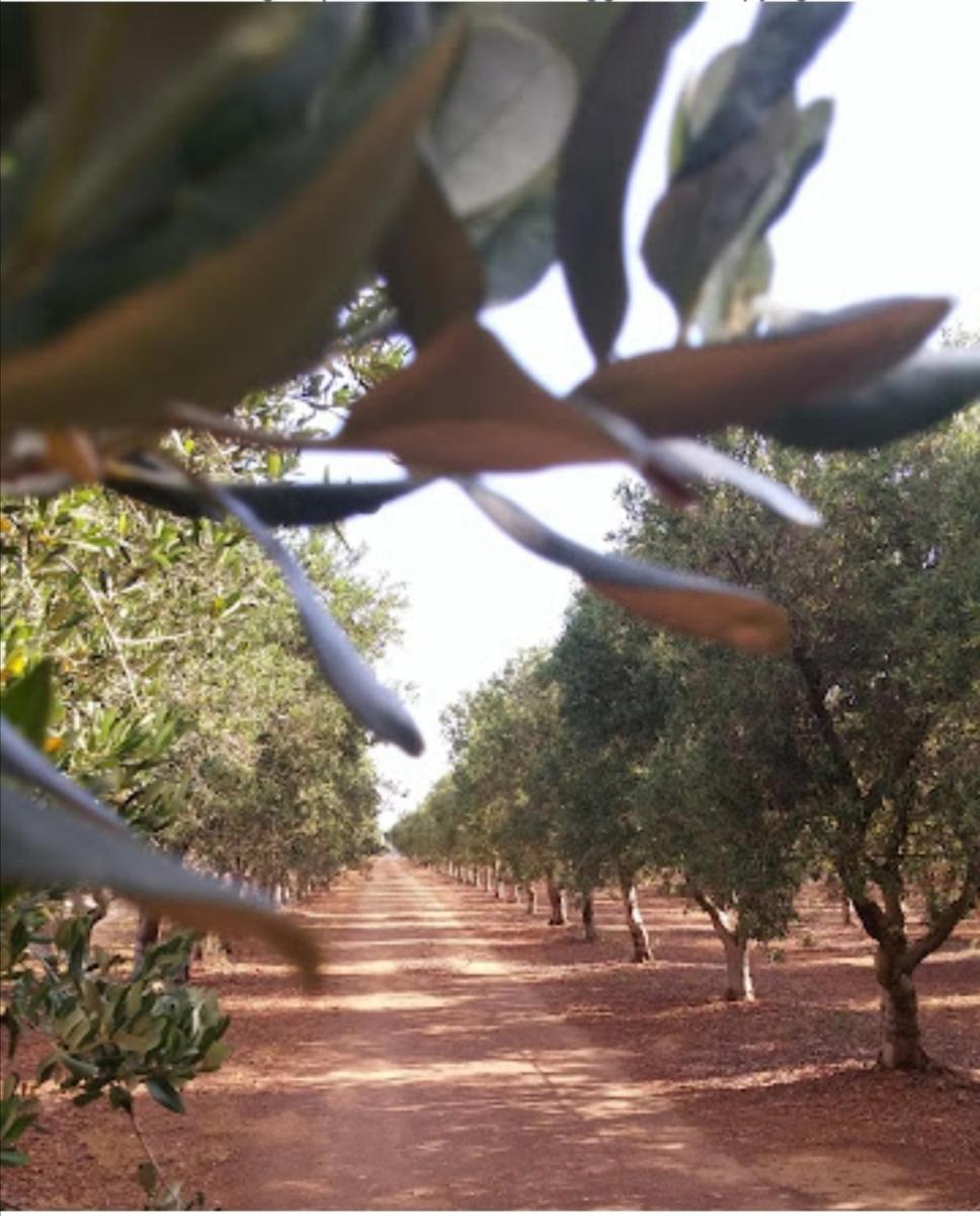 Photo - Room in BB - Spacious double room in ancient Masseria near the sea in a quiet olive trees