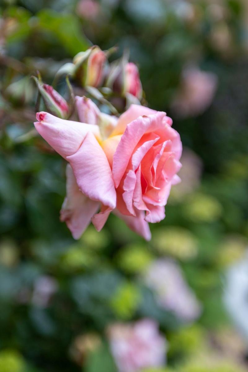 Foto - De Roos Leeuwarden