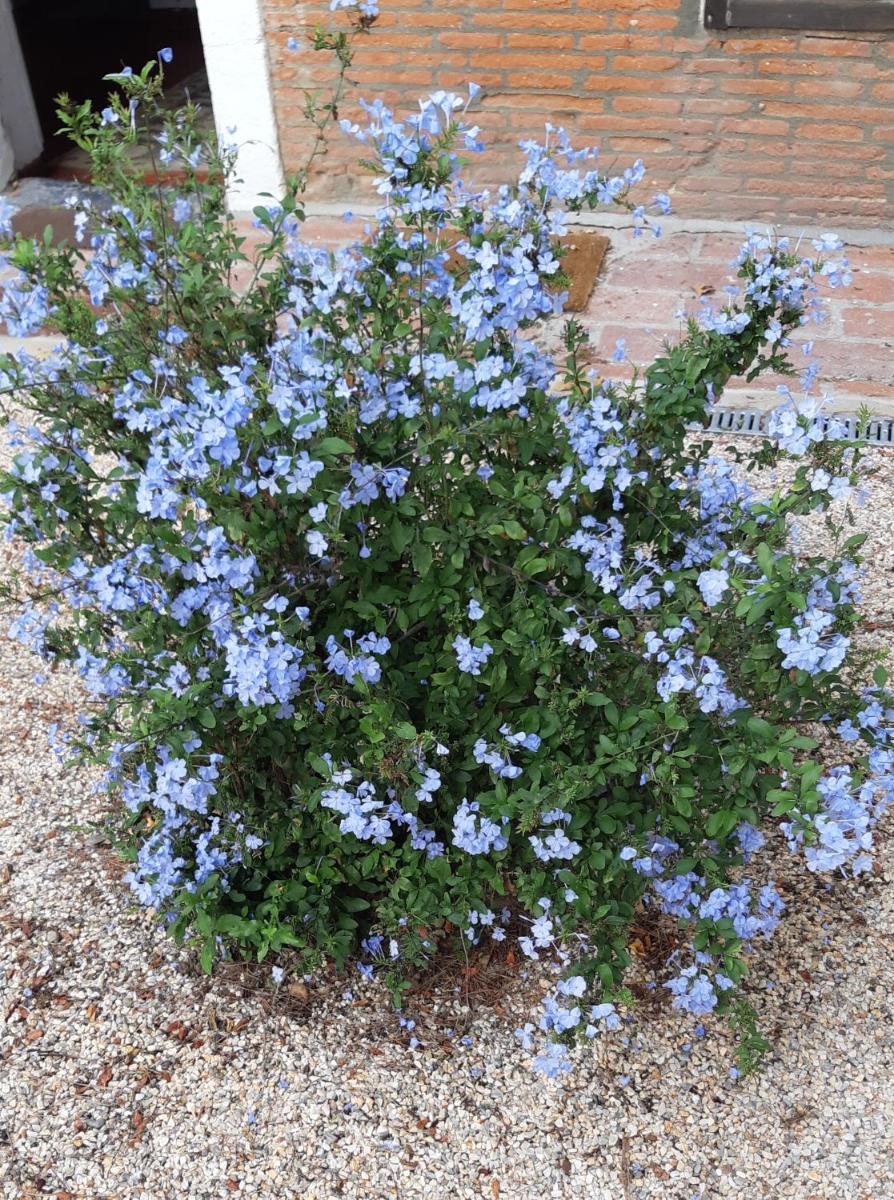 Photo - Mas Palegry côté jardin