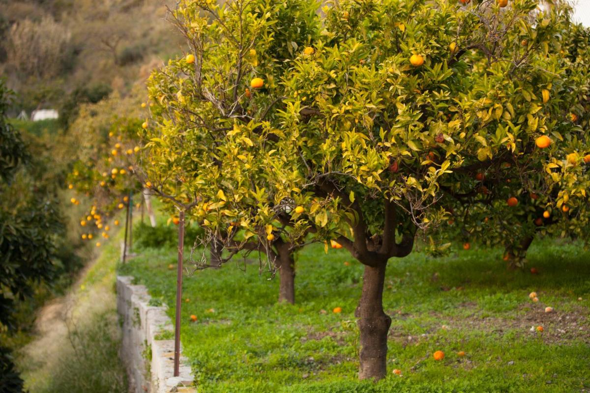 Foto - Finca La Herradura