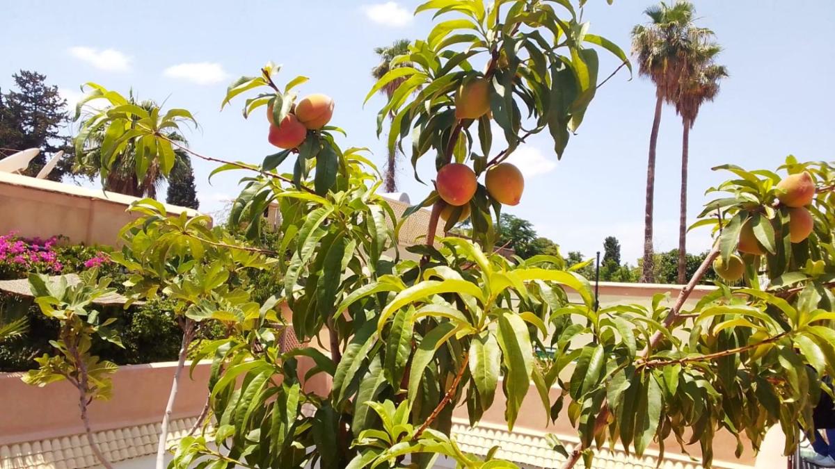 Foto - Riad Zouhour