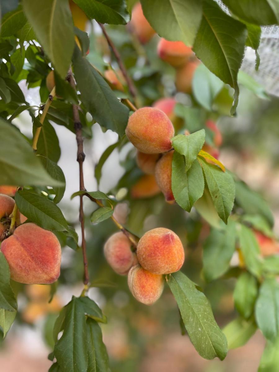 Foto - The Olives Sanctuary