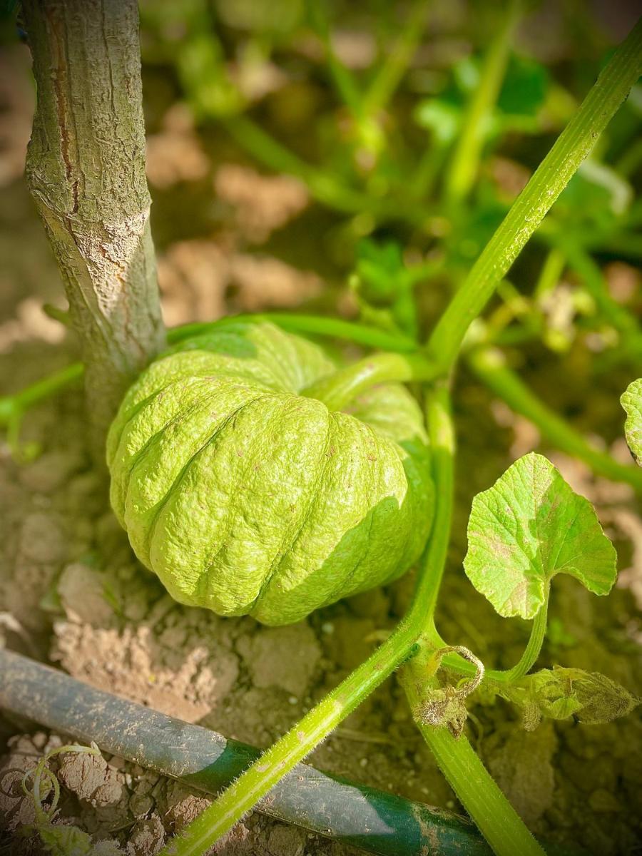 Foto - The Olives Sanctuary