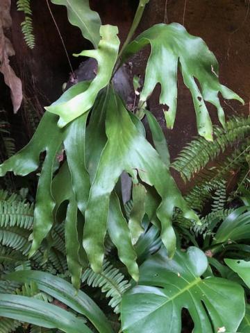 Foto - Highbury Colombo