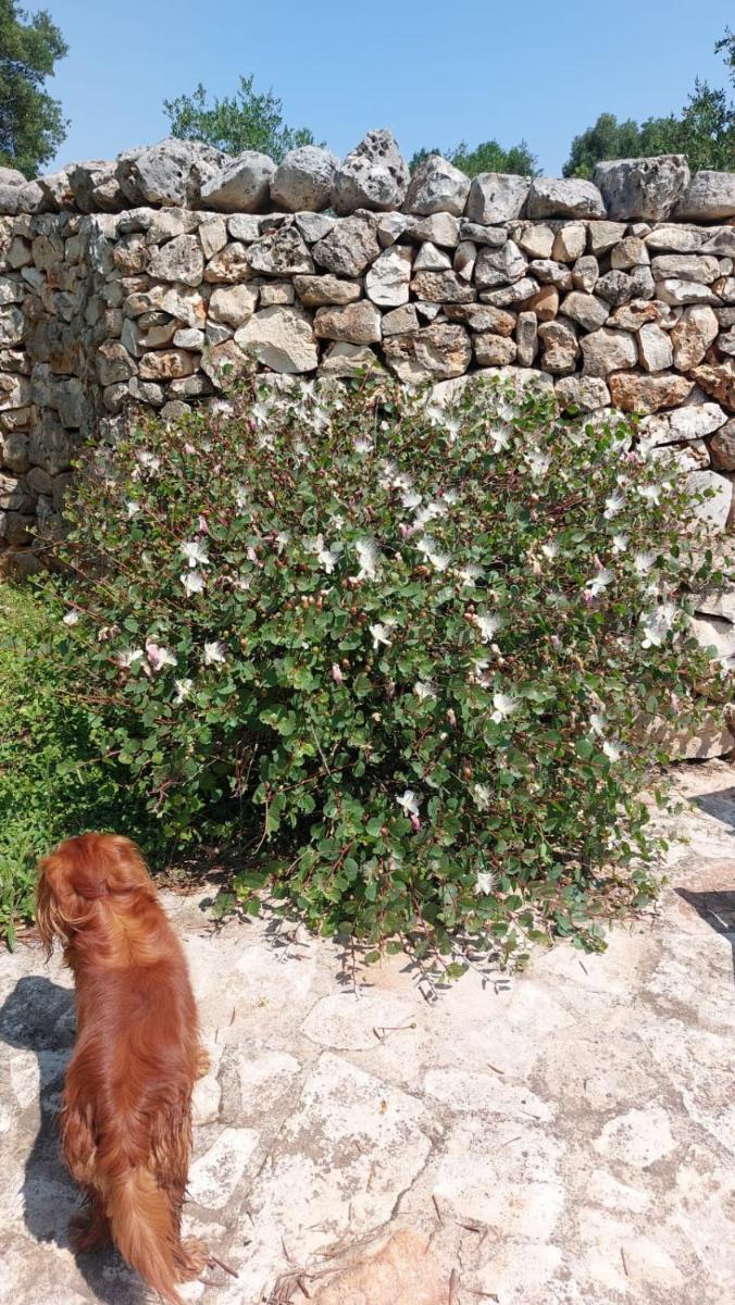 Photo - Trulli Aurasia