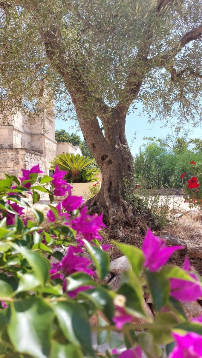 Photo - Trulli Aurasia