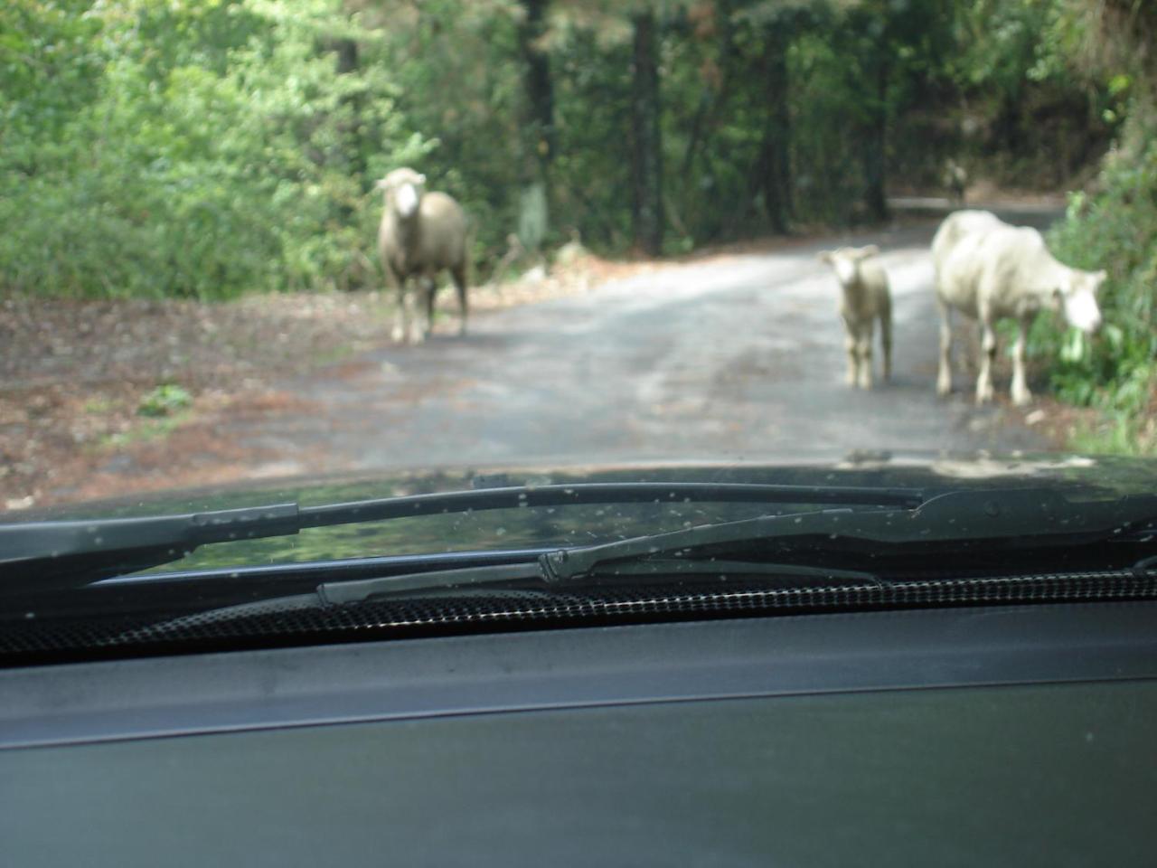 Winlu Vacation Farm photo 3