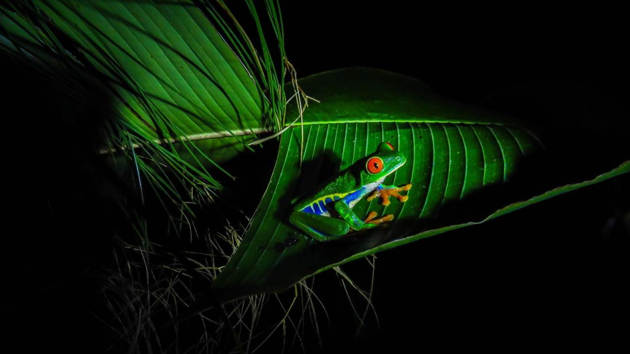 Arenal Observatory Lodge & Trails photo 4