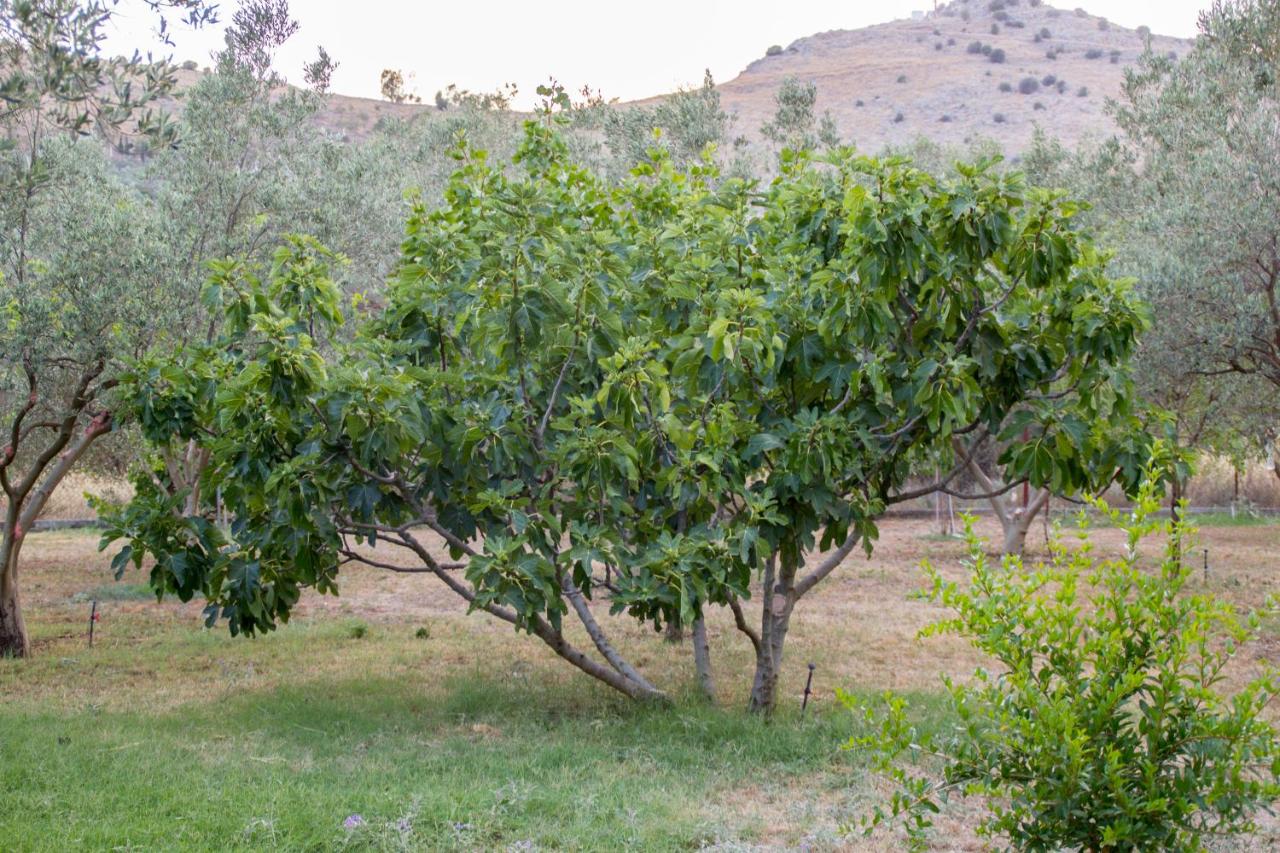 Ktima Anastasia Green Stay Nafplio photo 3