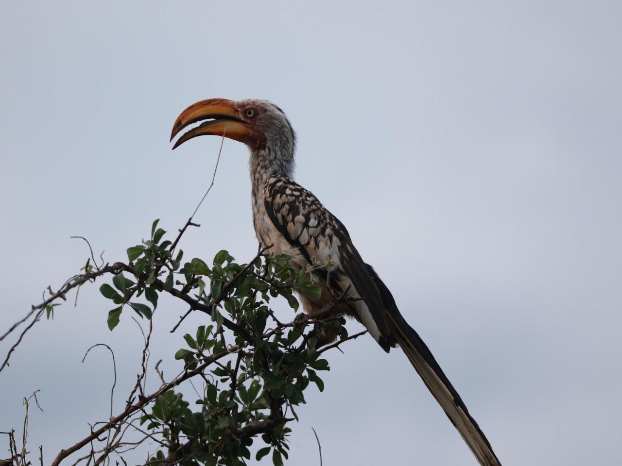 Makumu Private Game Lodge photo 4