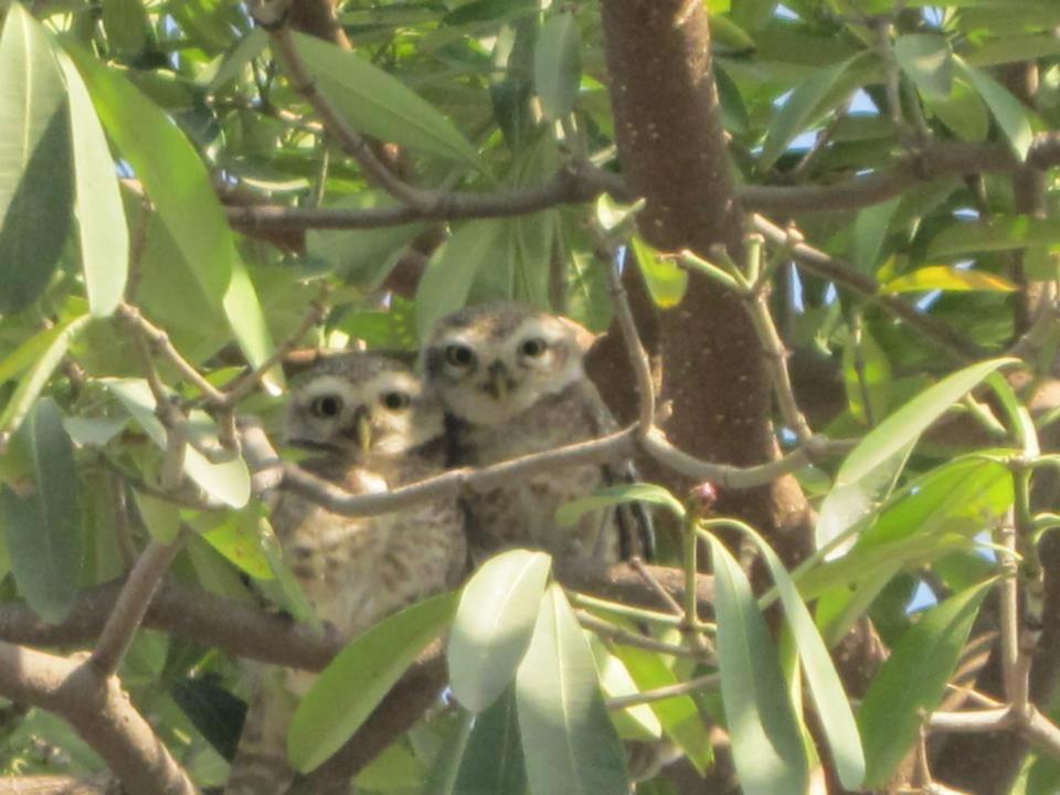 Nature Resort photo 2