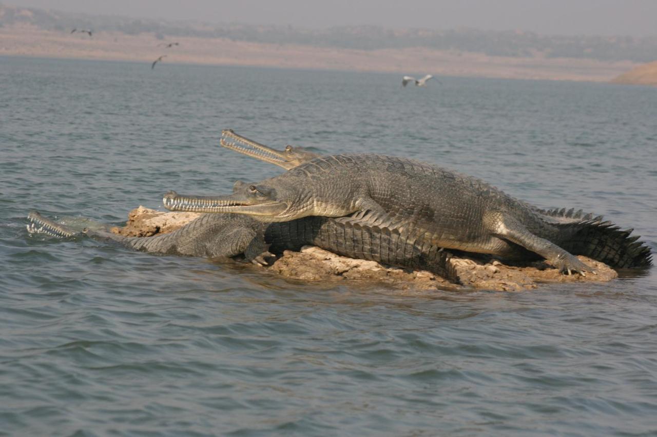 Mela Kothi - The Chambal Safari Lodge photo 3