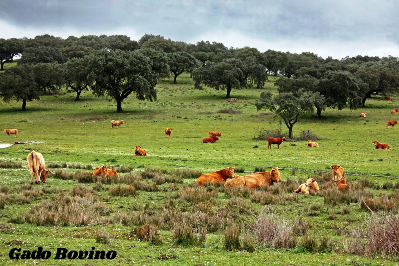 Hotel Rural da Ameira photo 4