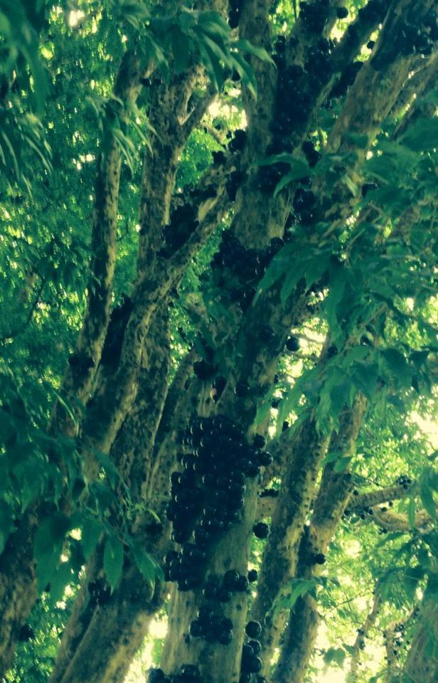 Recanto Das Borboletas photo 3