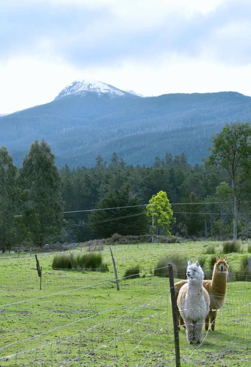 Maydena Mountain Cabins photo 2