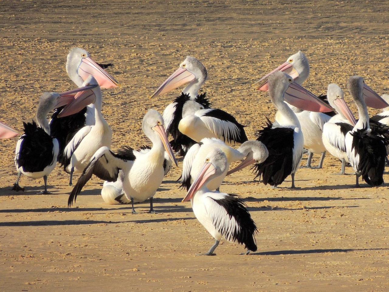 Pelican Sands Scamander photo 3