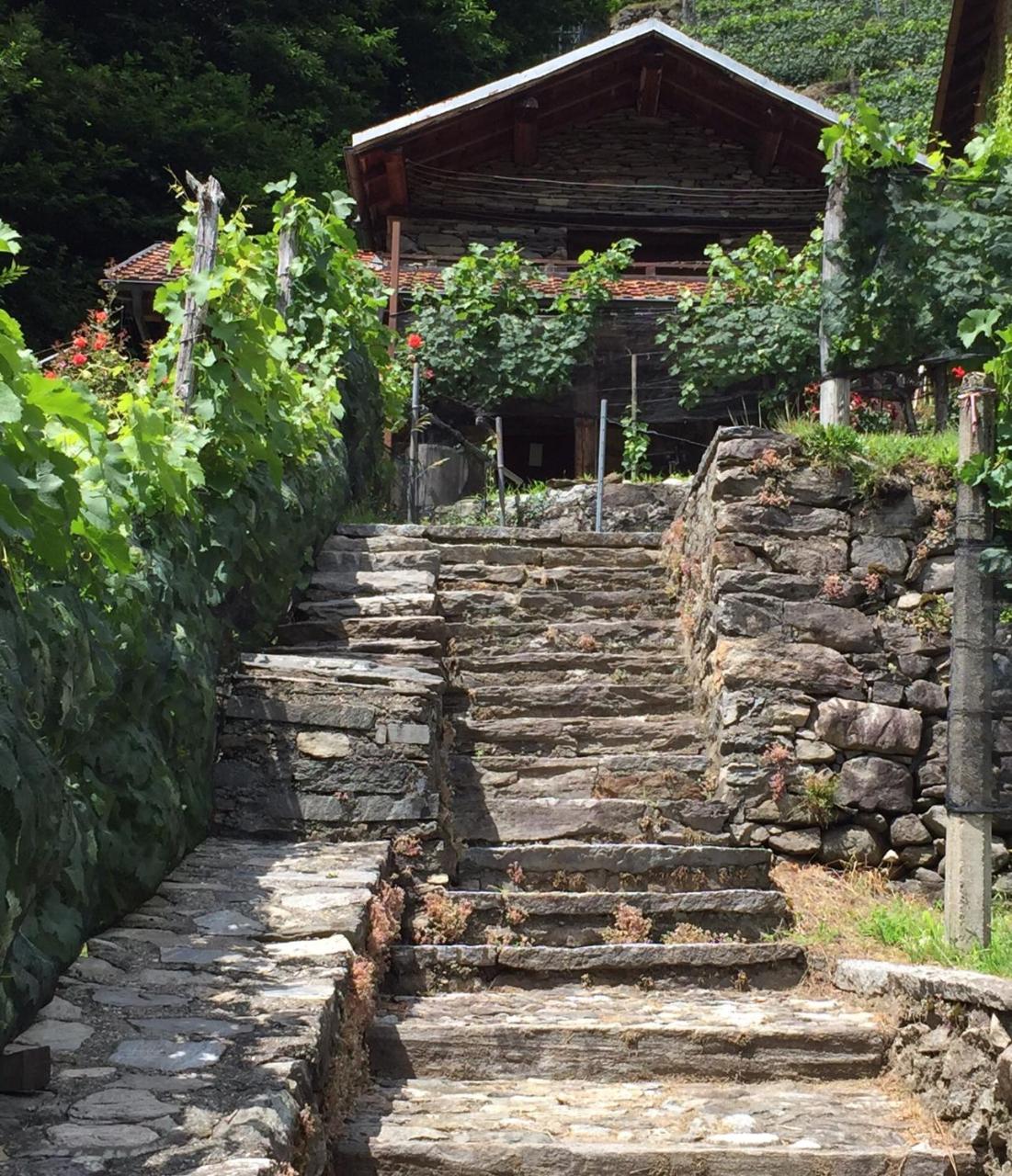 Casa immersa nel vigneto - 2