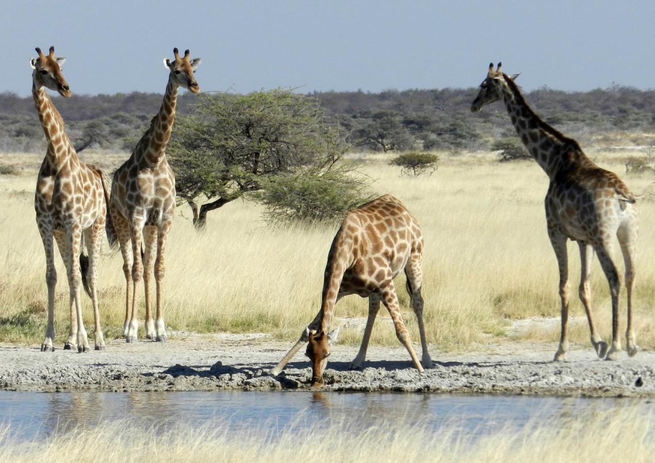 Etosha Village photo 3
