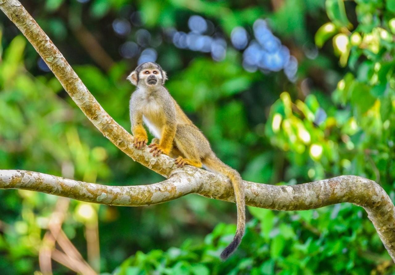 Amazon Muyuna Lodge - All Inclusive photo 4