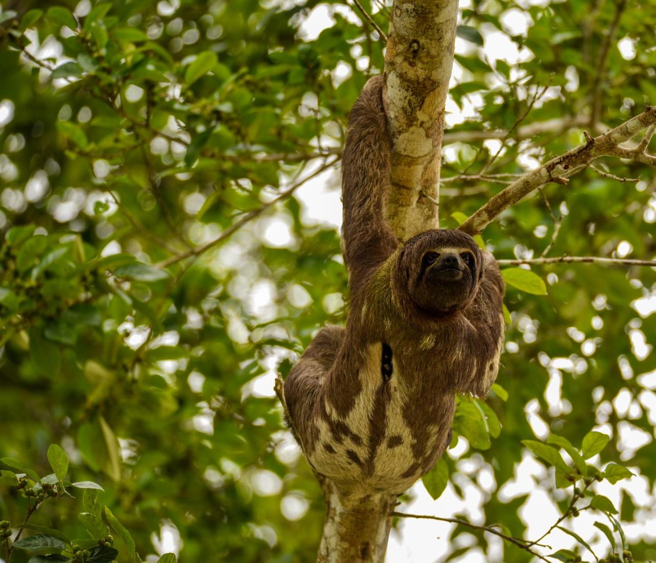 Amazon Muyuna Lodge - All Inclusive photo 3