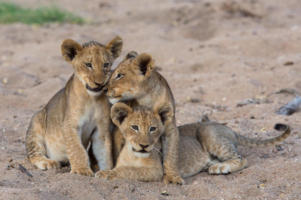 Tintswalo Safari