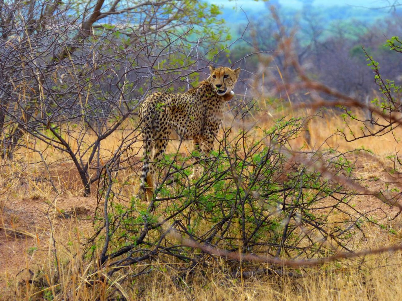 Thorn Tree Bush Camp photo 3