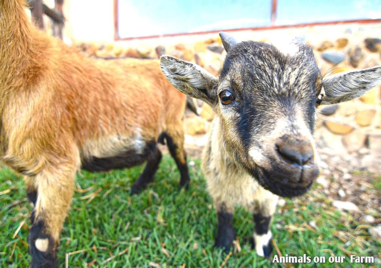 Ardmore Guest Farm photo 2