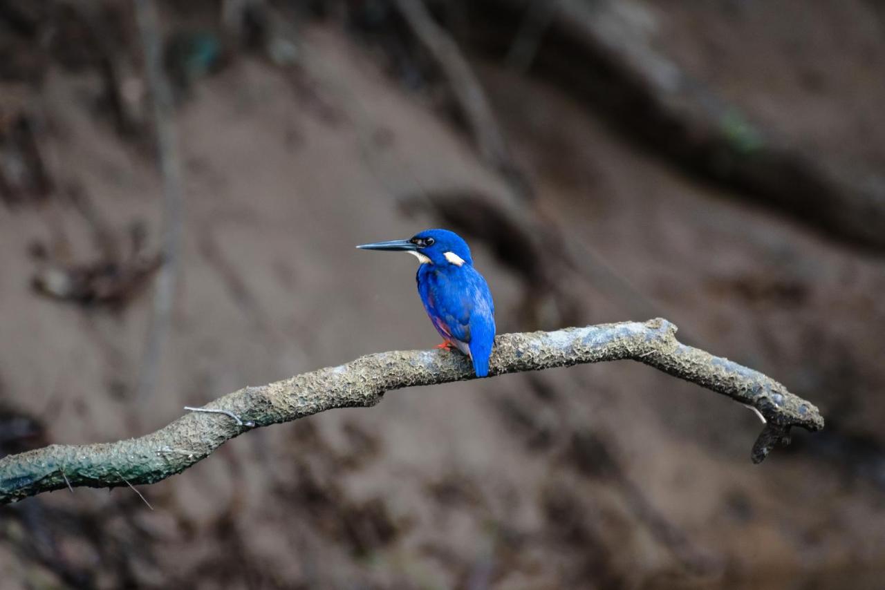 Daintree Ecolodge photo 3